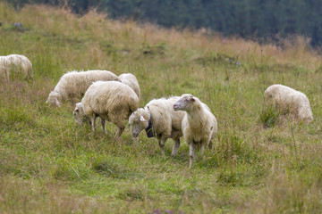 Obraz na płótnie Canvas sheep grazing on mountain meadow