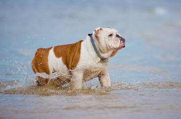 english bulldog in the water