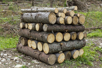 Logs of wood stacked in a saw-mill