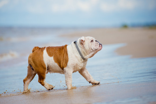 english bulldog on the beach