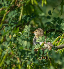 warbler bird on a tree