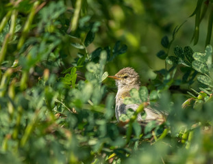 warbler bird on a tree