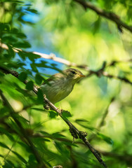 warbler bird on a tree