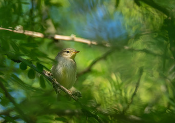 warbler bird on a tree
