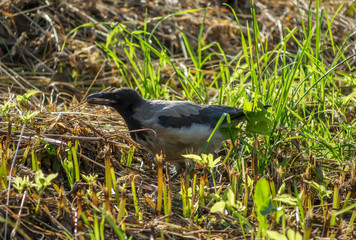 crow on grass