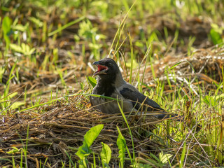 crow on grass