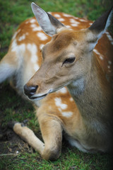 sika deer