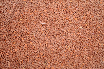 Wheat background view from the top close up