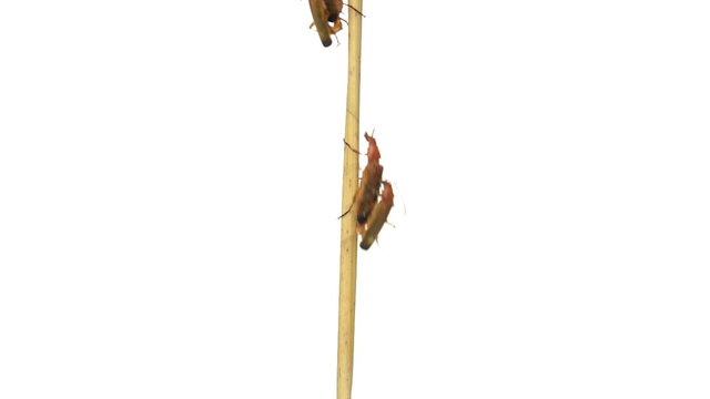 common red soldier beetles copulating and walking on a branch