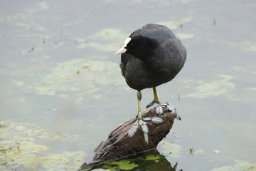 Eurasian Coot, Coot, Fulica atra