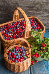 Fototapeta na wymiar ripe forest berries - cranberries and blueberries