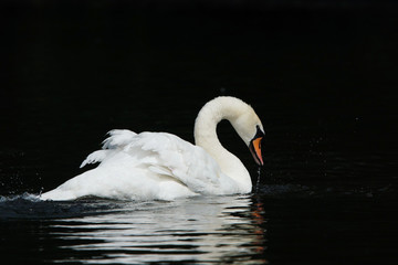 Fototapeta premium Mute Swan, Cygnus olor