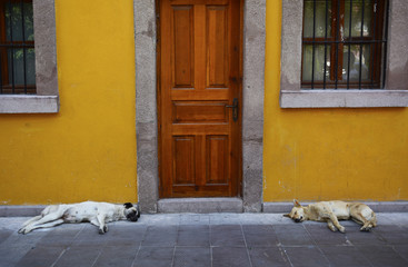 sokak köpeklerinin uykusu