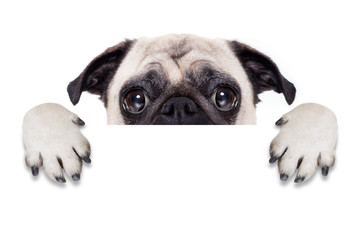 placard banner dog