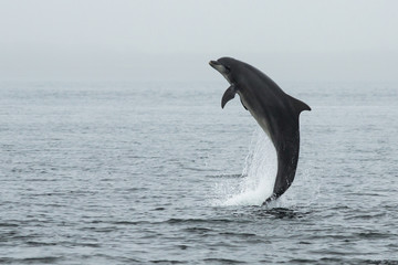 Grand dauphin (Tursiops truncatus) au saumon