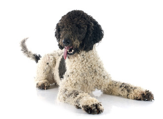 Portuguese Water Dog