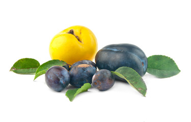 rip plums