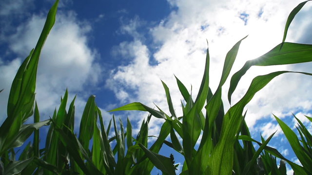 Green Corn Maize Plants in cultivated agricultural field
