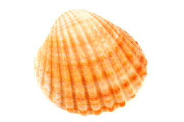 Bucarde tuberculée