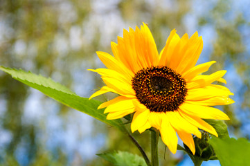 sunflower