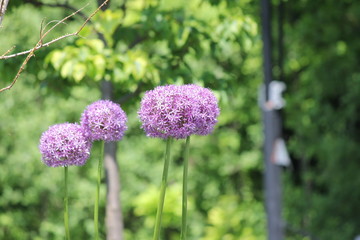 Obraz premium Allium Flower (Ornamental Onion)