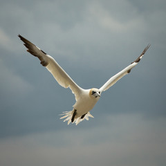 Northern Gannet (Morus bassanus) in Flight