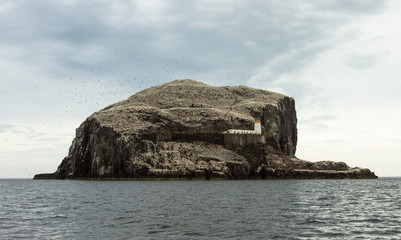 Fototapeta na wymiar Bass Rock and the Northern Gannets