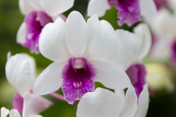 Fototapeta premium white orchid