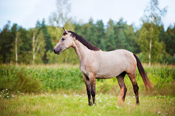 Obraz na płótnie Canvas beautiful grey horse