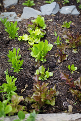 lettuce in garden