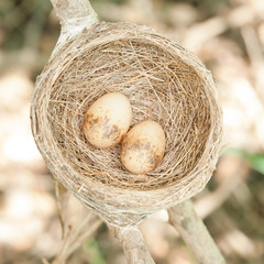 Bird nest with two eggs.