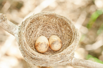 Bird nest with two eggs.