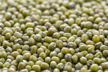mung bean (Vigna radiata)
