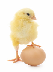 Obraz premium chicken and egg