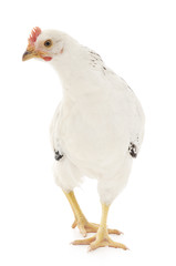 white hen