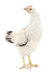 white hen