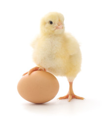 Fototapeta premium kurczak i jajko