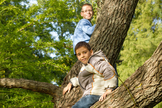 Two  boys on a tree branch on a sunny day