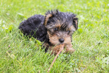 Yorkie Puppy Playing with a Stick