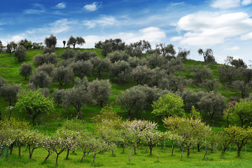 Fototapeta na wymiar collina di ulivi in primavera