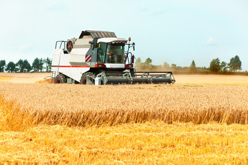 Obraz premium Harvest season. Combine cutting wheat on the field.