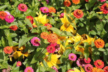Fototapeta premium Ein buntes Dalienbeet