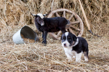 Border Collie puppy with lamb