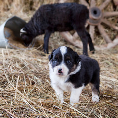 Border Collie puppy with lamb