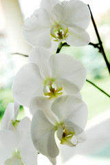 Naklejka na ściany i meble beauty, flower, orchid, bloom, orchids, object, colors, white