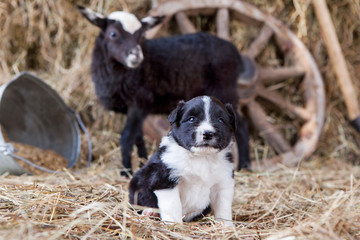 Border Collie puppy with lamb