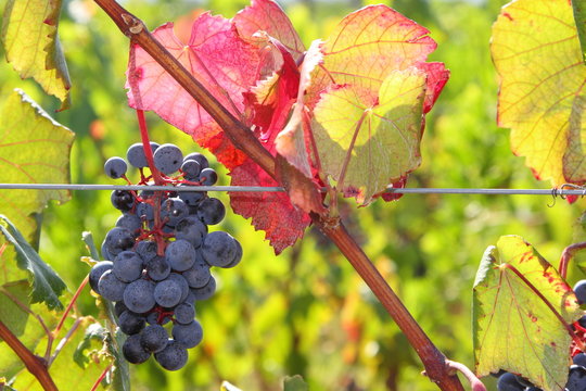Uva alicante - Alicante black grapes