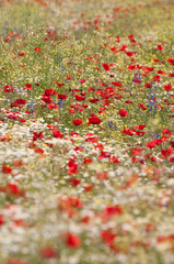 campo in fiore