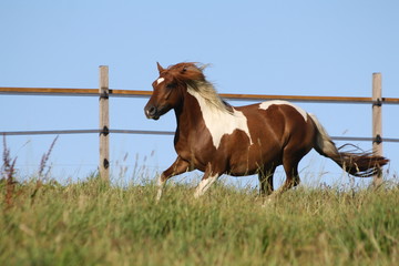 Galopade
