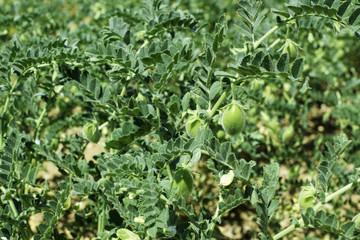 Chickpeas plantation